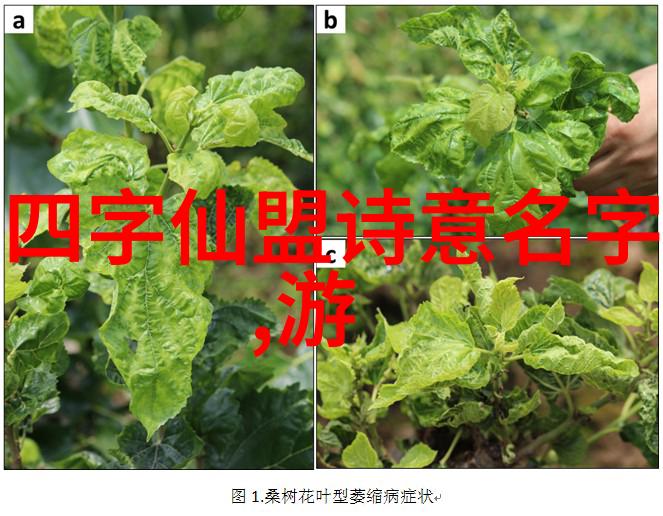 三个字古风帮会名我在幽兰幢帮会的日子