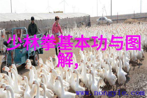打破常规的武林真相分析每个中国功夫门派的战斗力排名