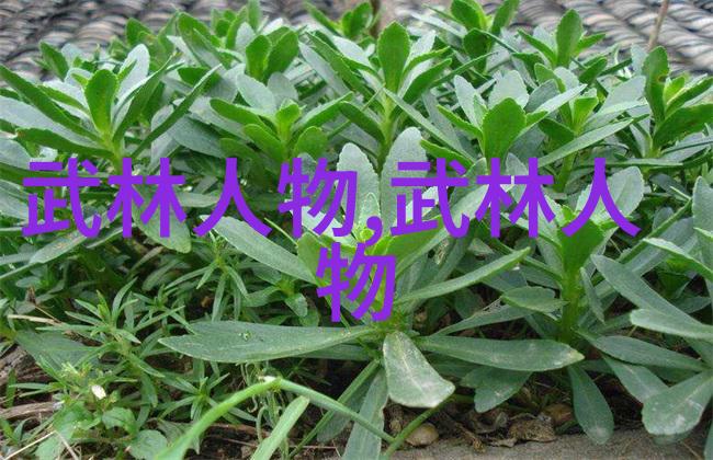 武当山的秘密传承十五代掌门人的谜团解锁