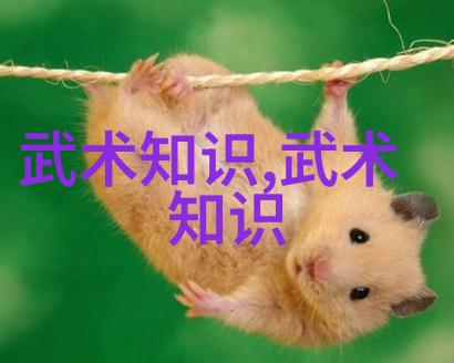 武术学习-自我完善适合自学的武术实践指南