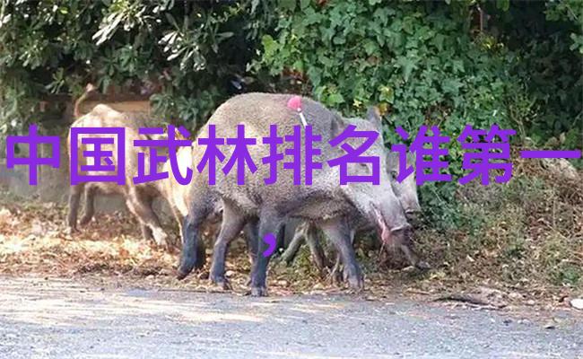 街头的恶犬与乞丐一场命运的交织