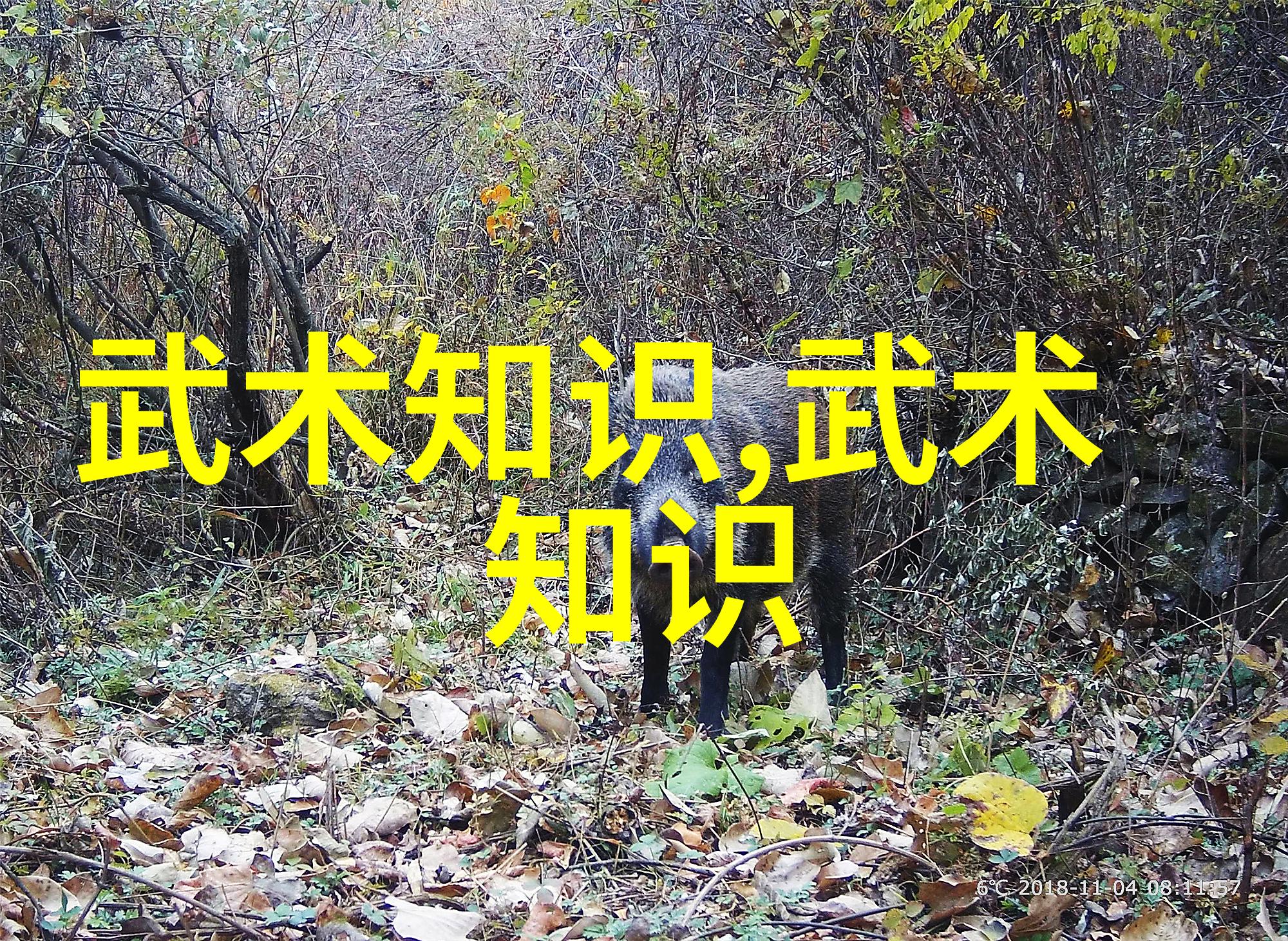 拳影交辉南拳与华拳的秘密对决