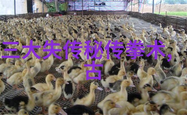 肉食盛宴与赞赏互动的视频艺术探索
