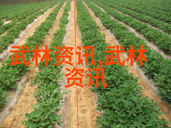 武当全真龙门派传人是谁-云雾缭绕的传承探寻武当全真龙门派后裔