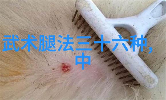 武林秘籍自学之路的阴影与光芒