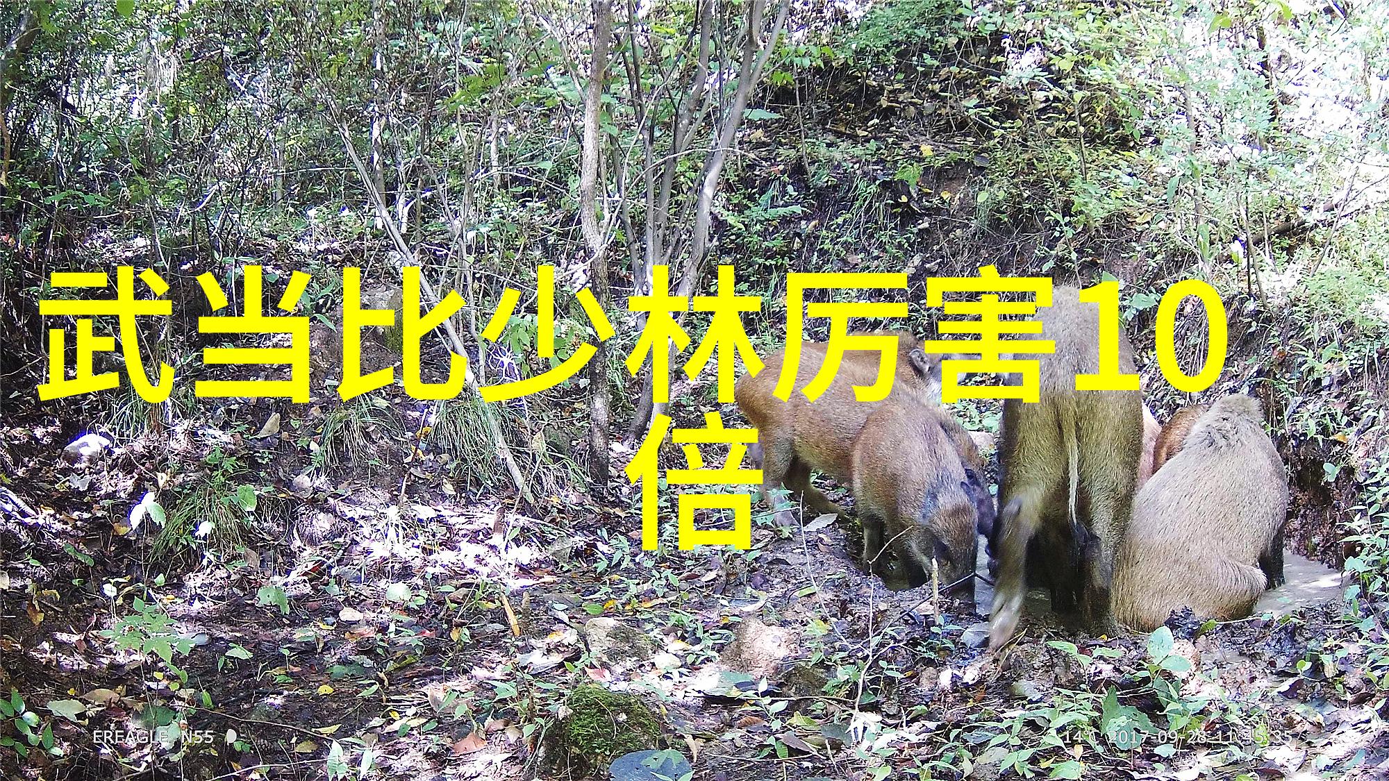 听韵风华揭秘那些好听如诗的势力名称