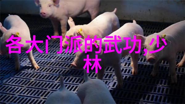 李雯雯举重国家女队如何通过夏训强化体能筑牢根基