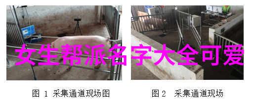 武术文化-翻开岁月的秘密老武术书籍中的智慧与艺术