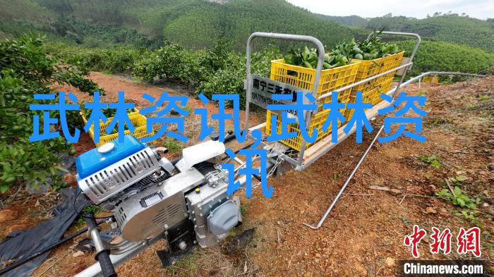 武术自学之道从入门到精通的自我训练路径