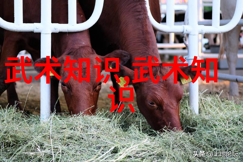 揭秘太极拳24式之谜追踪古老武学的奥秘