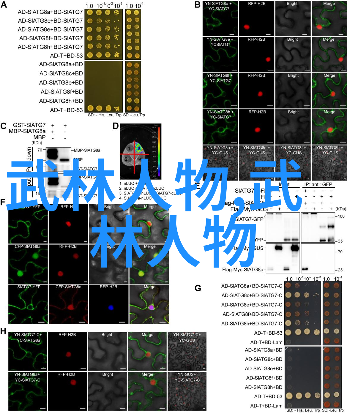 中国古代名门派别概览