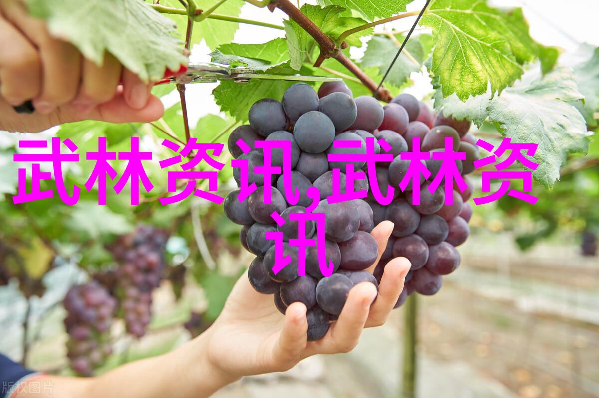 中国武术十大拳法排名研究历史考量与现代实践的对比分析