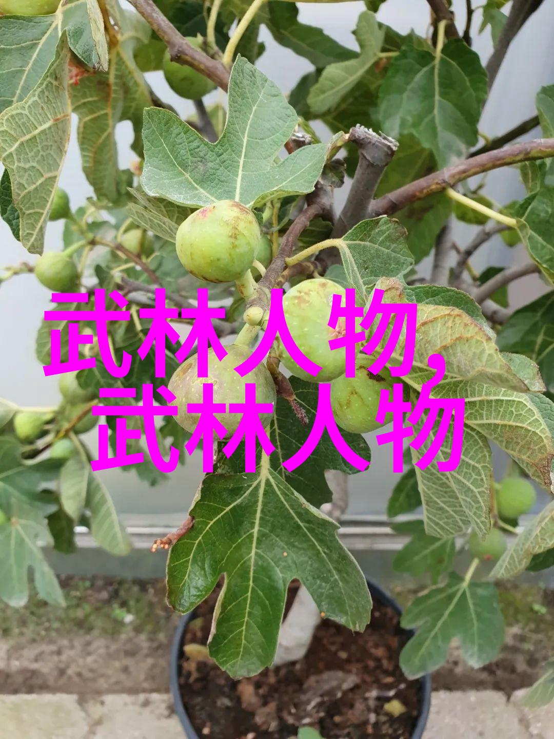 古代武术的精髓体验历史上的练兵秘籍