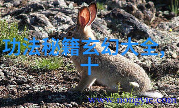 小物大用那些意料之外的小东西如何成为生活中的巨大助力日常小物的奇妙应用