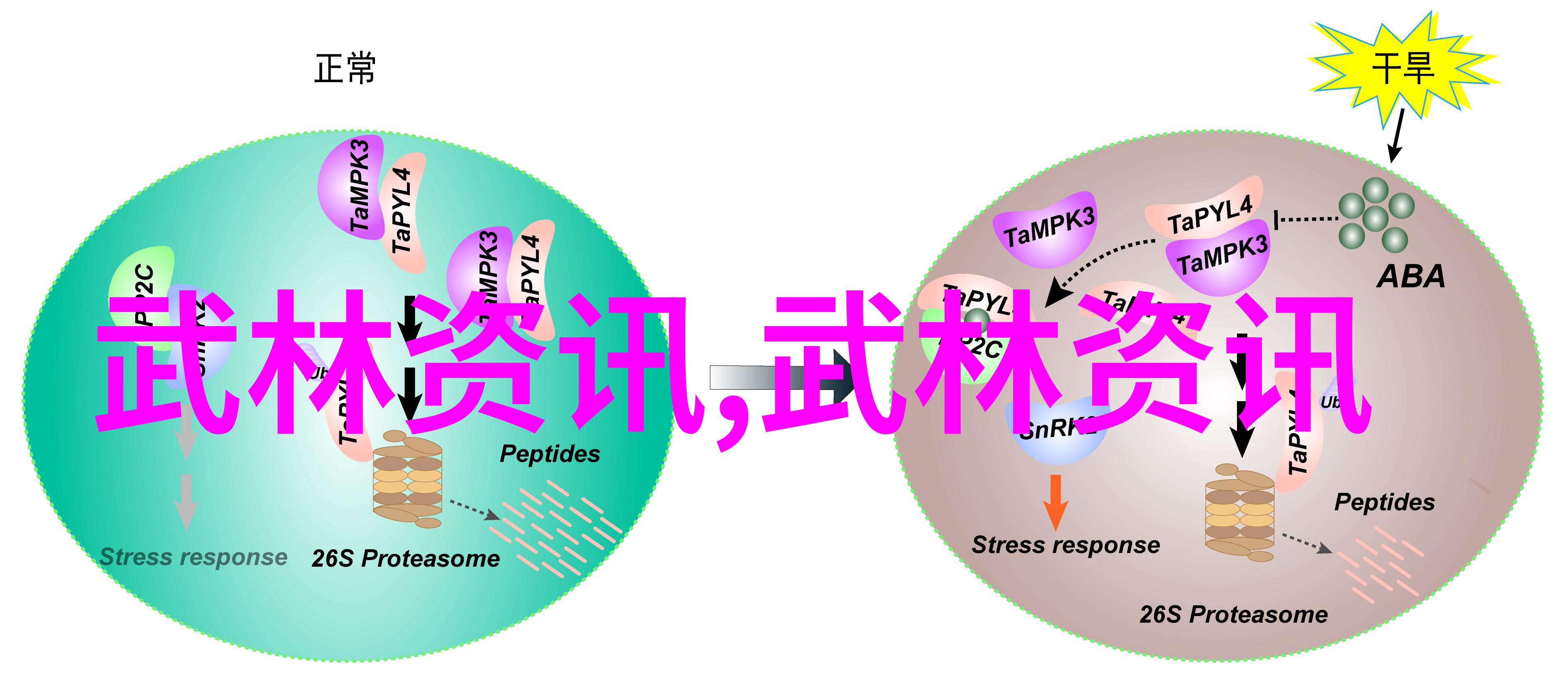 枪法独步天下现代门派中的枪技演变