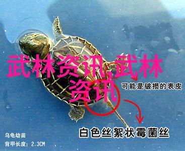 自学武术我是如何在卧室里偷偷练成少林拳的