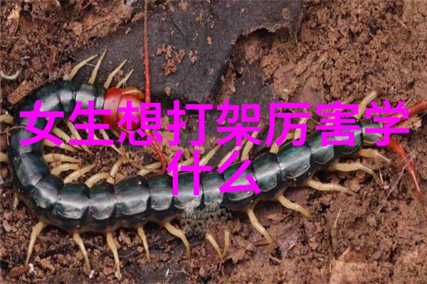 太极拳24式自学图解在自然之中探索内外平衡的艺术