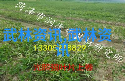 太极内功步罡踏斗绘卷中慢动作舞24式轻柔翻滚如同春风拂面悠扬声中透着岁月的沉淀