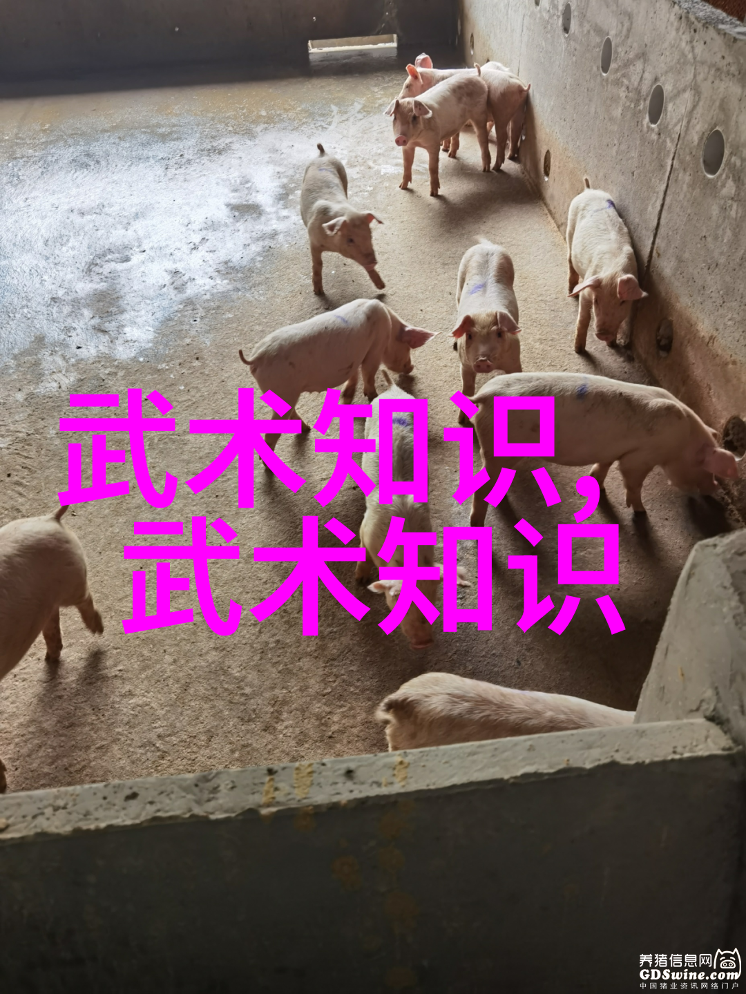霸气帮派 - 逆袭风云最霸气帮派名字的诞生