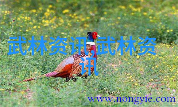 仙盟奇谭-天籁之音好听的仙盟名称揭秘