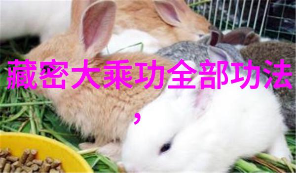武林秘籍揭秘功夫的精髓与修炼之道