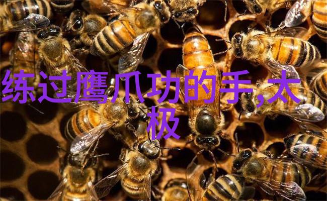 太极拳24式分解动作教学揭秘太极推手中的走粘艺术-张宝银
