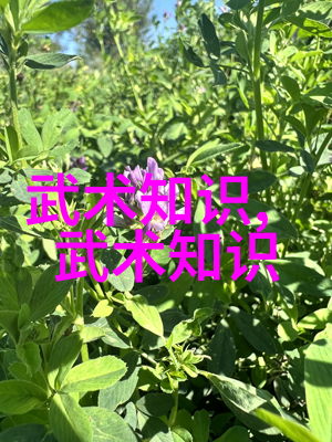 刃锋江湖剖析刀门的武学秘密