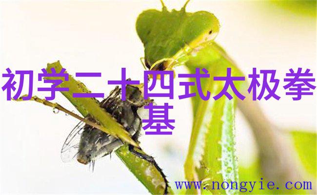 中国体系最庞大的武术门派揭秘千年传承的内功外式艺术