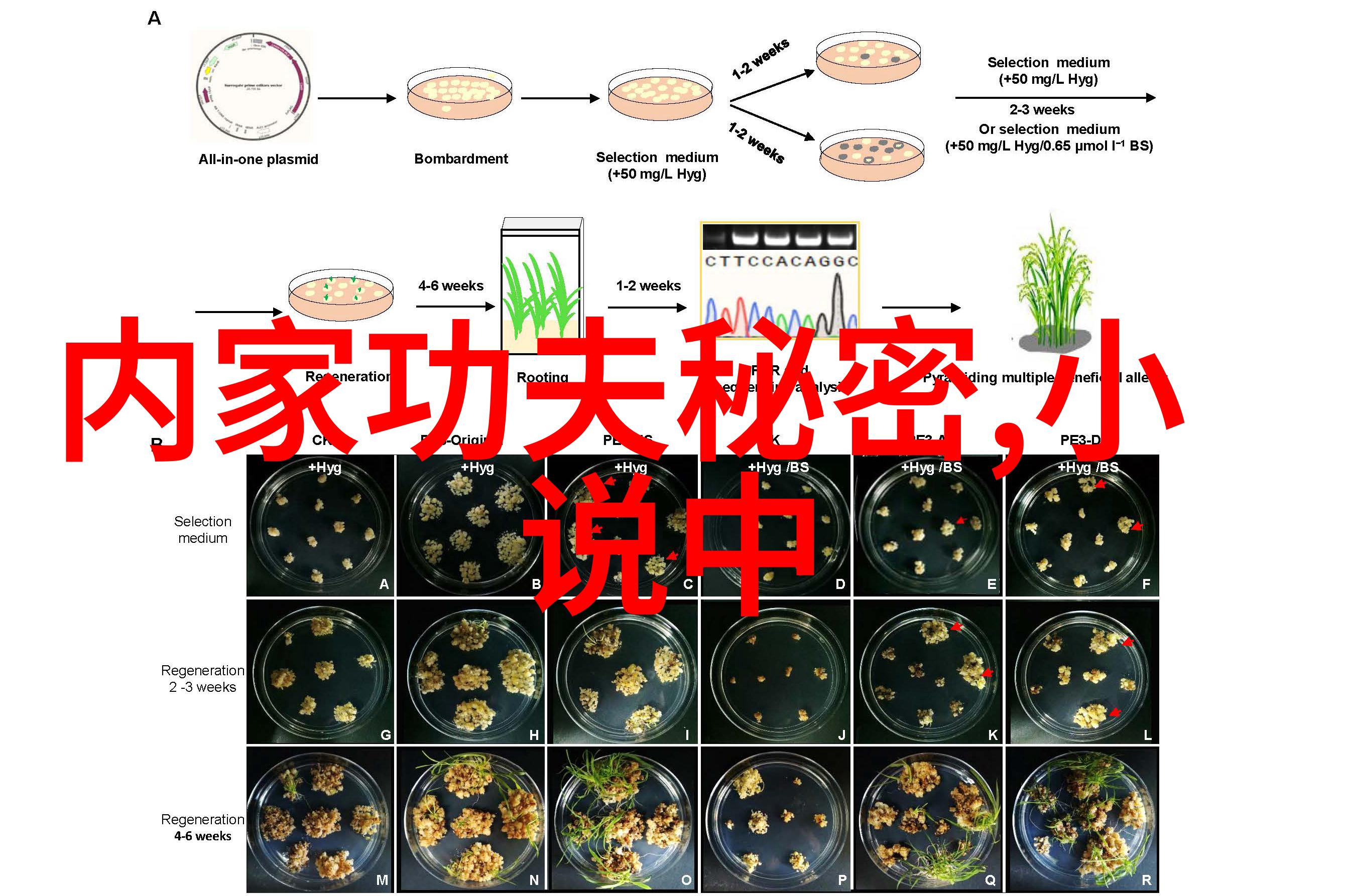 超凡武学一招破百炼成金