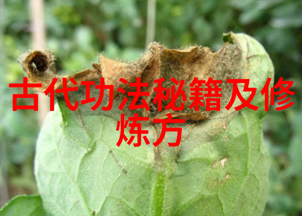 中国修真门派真实存在内丹道长剑气宗师