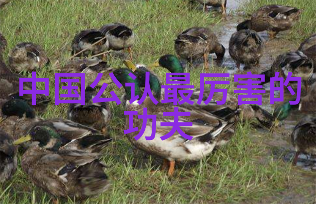 四合院之饮食男女营运专家谈如何吃鸡蛋科学