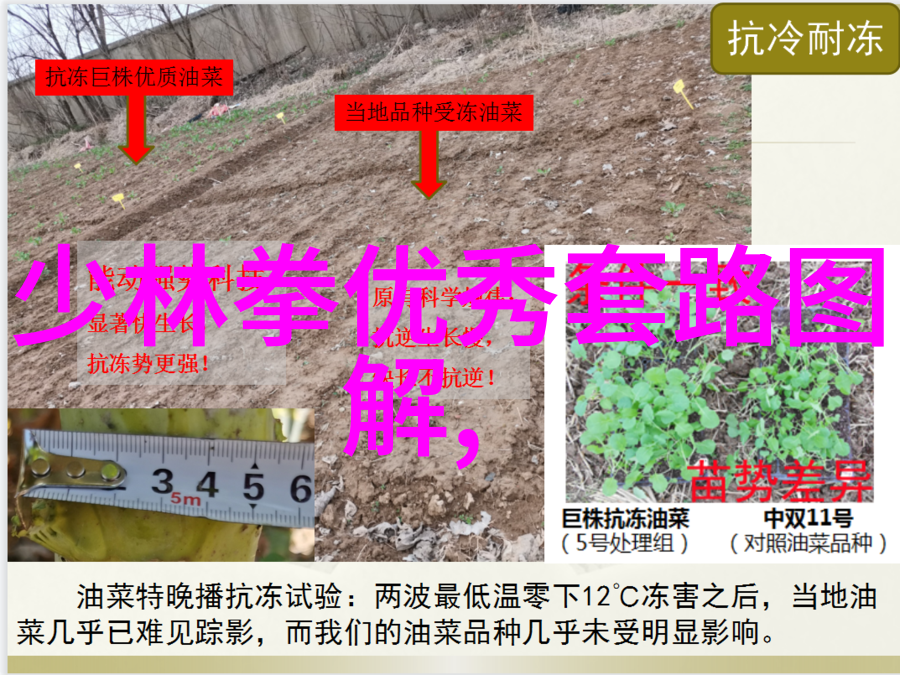 中新体育合作加力美女内衣橄榄球引领风潮助中国队冲击新西兰联赛