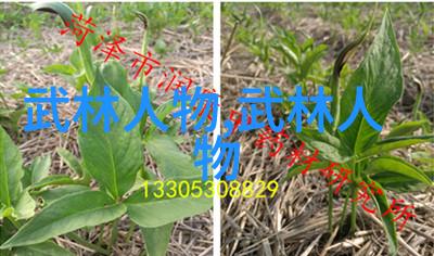 在遵守医疗器械监督管理条例的框架下一个人物一天使用握力器多少次才能算是恰当