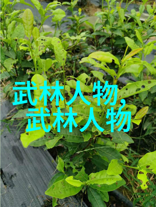 尔康令妃大战花园宫廷秘密花卉争夺女主角对决