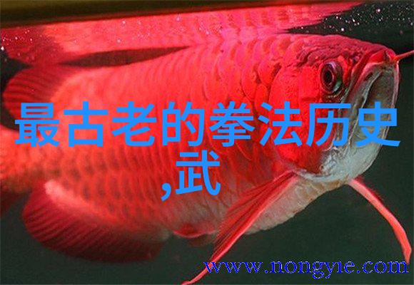 李小龙功夫教学视频中中国太极拳如同古老的诗篇流淌着修身养性的力量与智慧