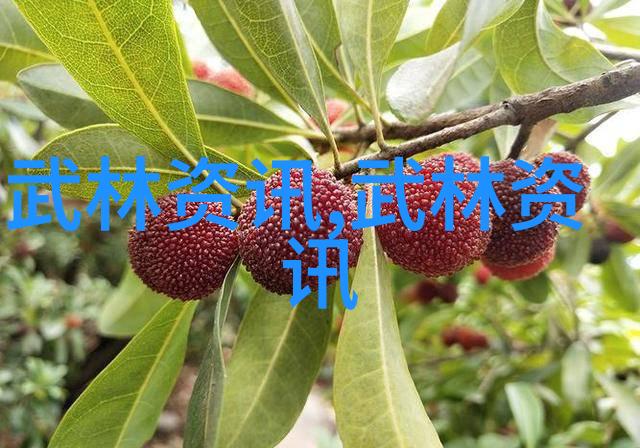 古代最强武功揭秘天下第一门派的绝世武学