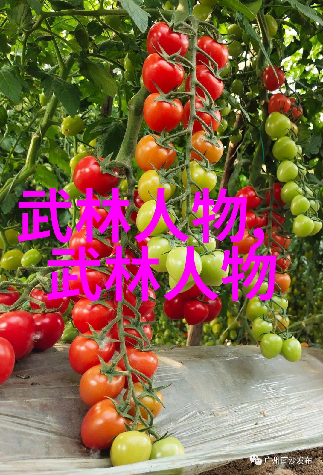 太极拳式序图解析揭秘24式的动态美学与内在修为
