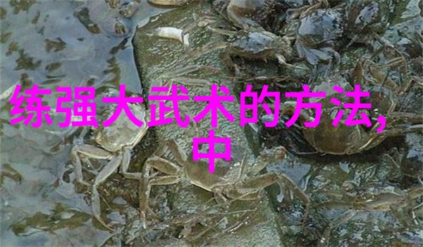 霸气帮派研究探索响亮名称背后的学术意义与社会影响