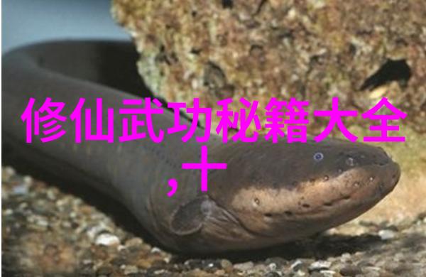 武学秘籍解锁基础功法的奥秘