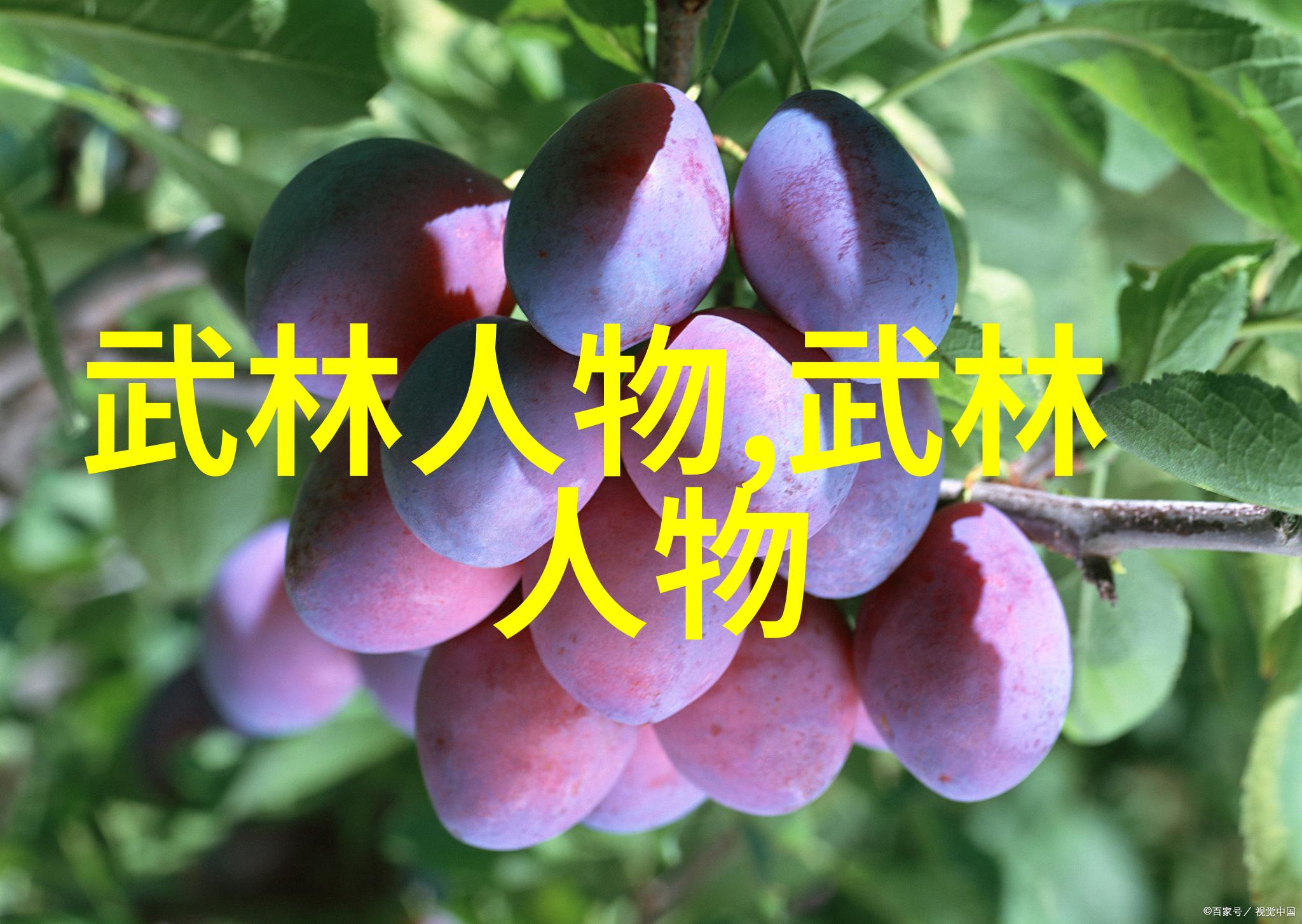 神功秘法探寻武林中几大高门的奥秘