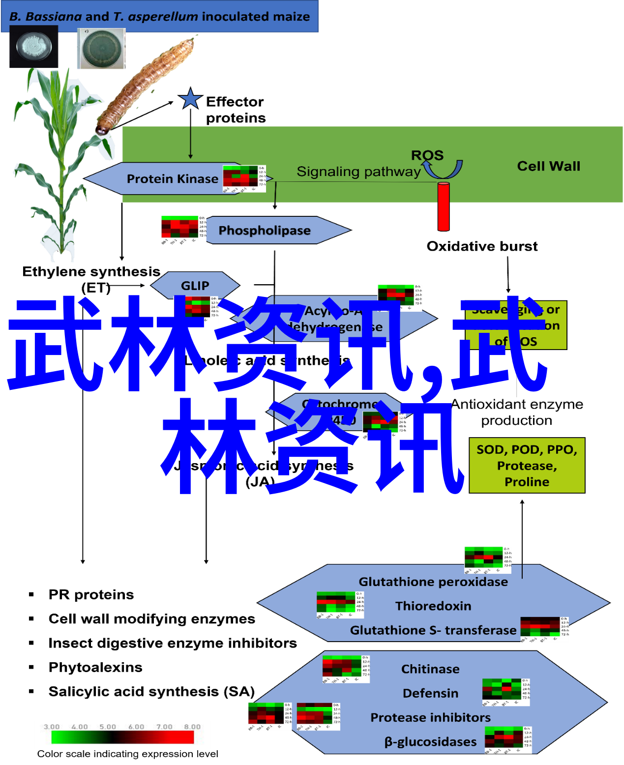 中国内功探秘揭秘最具实战效力的武术风范
