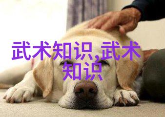 武术刚开始练什么我从零到英雄如何选择一门适合自己的武术