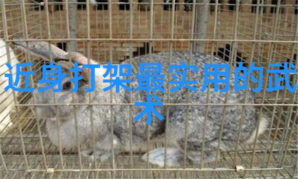 武林门派之主掌门人之谜与重要性