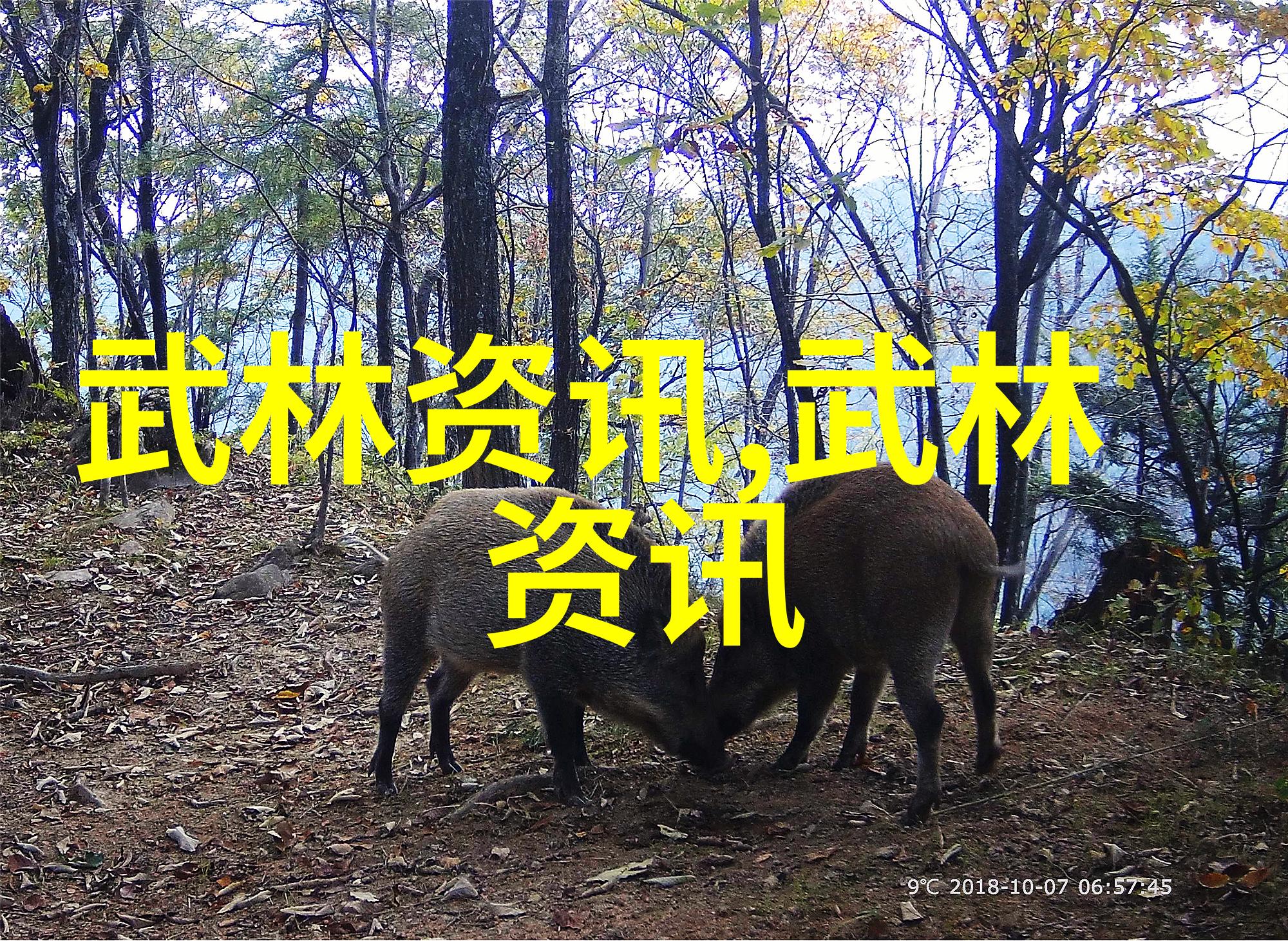 青城派开宗之祖古风帮会的传说诞生