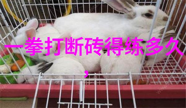 李小龙功夫教学视频揭秘武林中的星辰大海