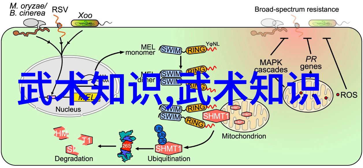 深入浅出太极拳24式视频教学每一式详解