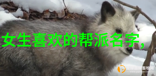 秘籍中的六字藏着什么玄机