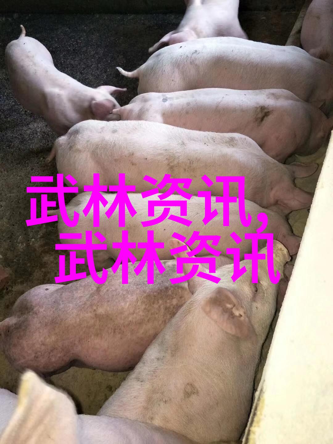 拳法艺术大全从五行到太极体验中华拳艺精髓