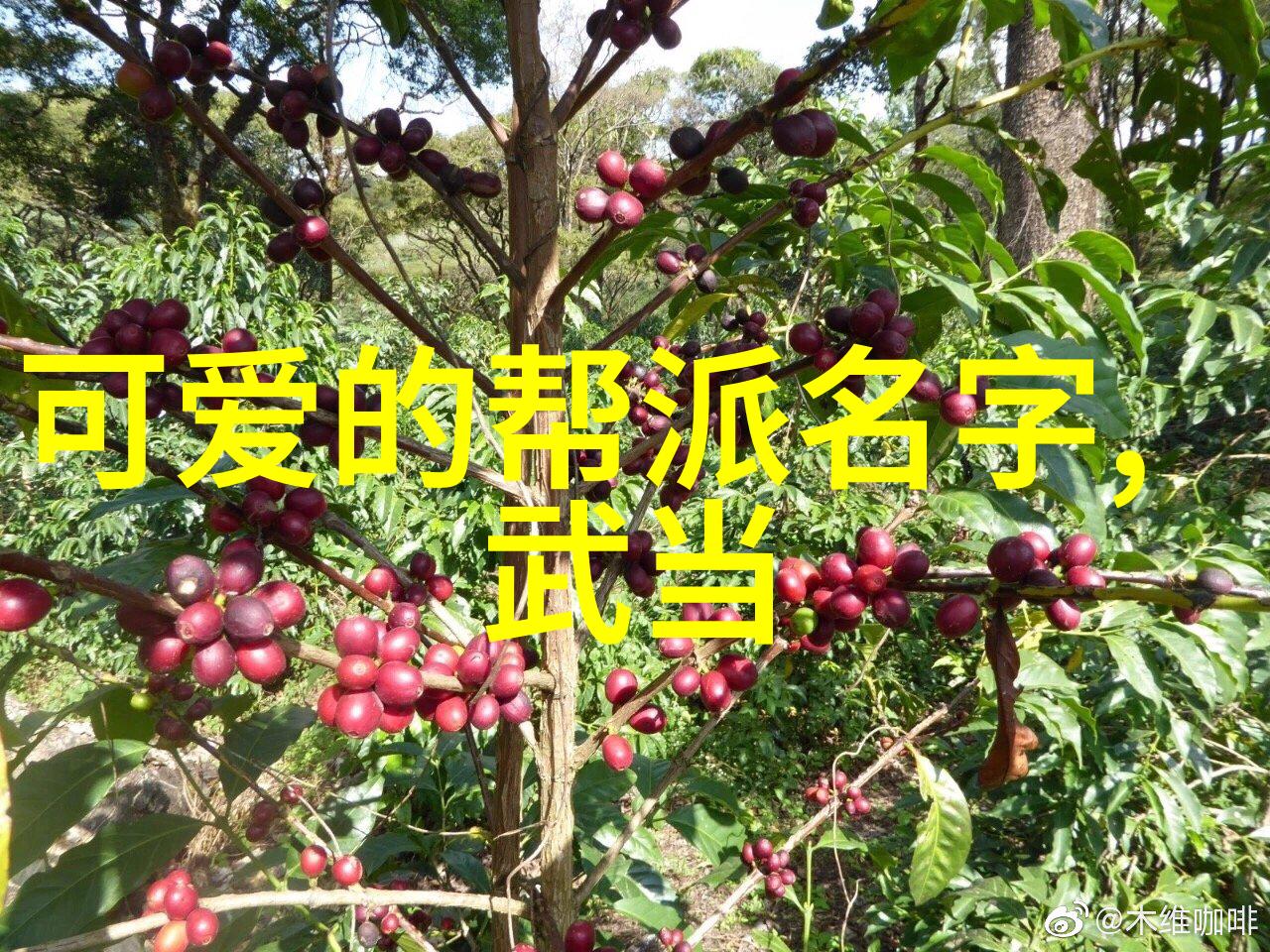 贵州武林门派风云探寻贵州境内的古老武术门派
