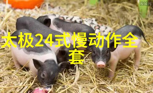 武学基础打造坚实的内功外功训练方法